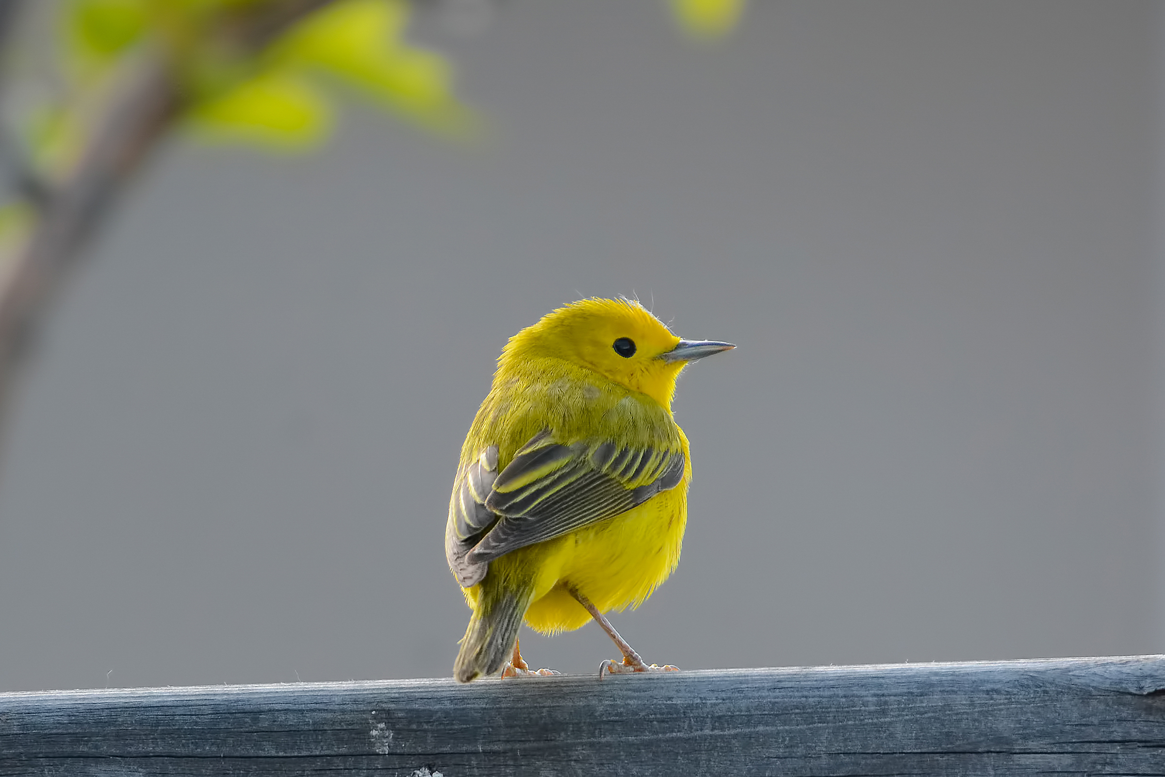 A small yellow bird perched on a structure