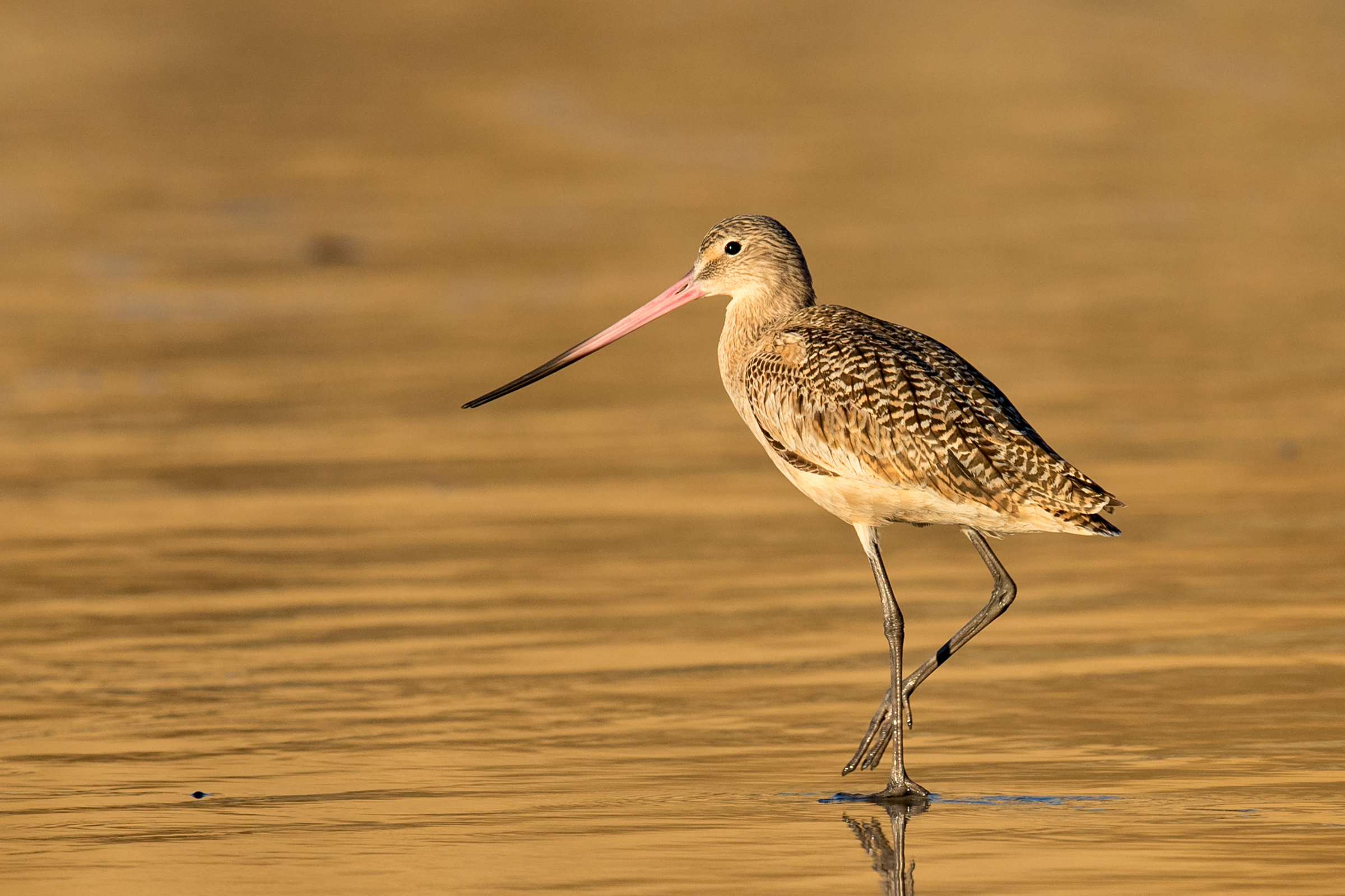 A wading bird with a long bill on a mudflat
