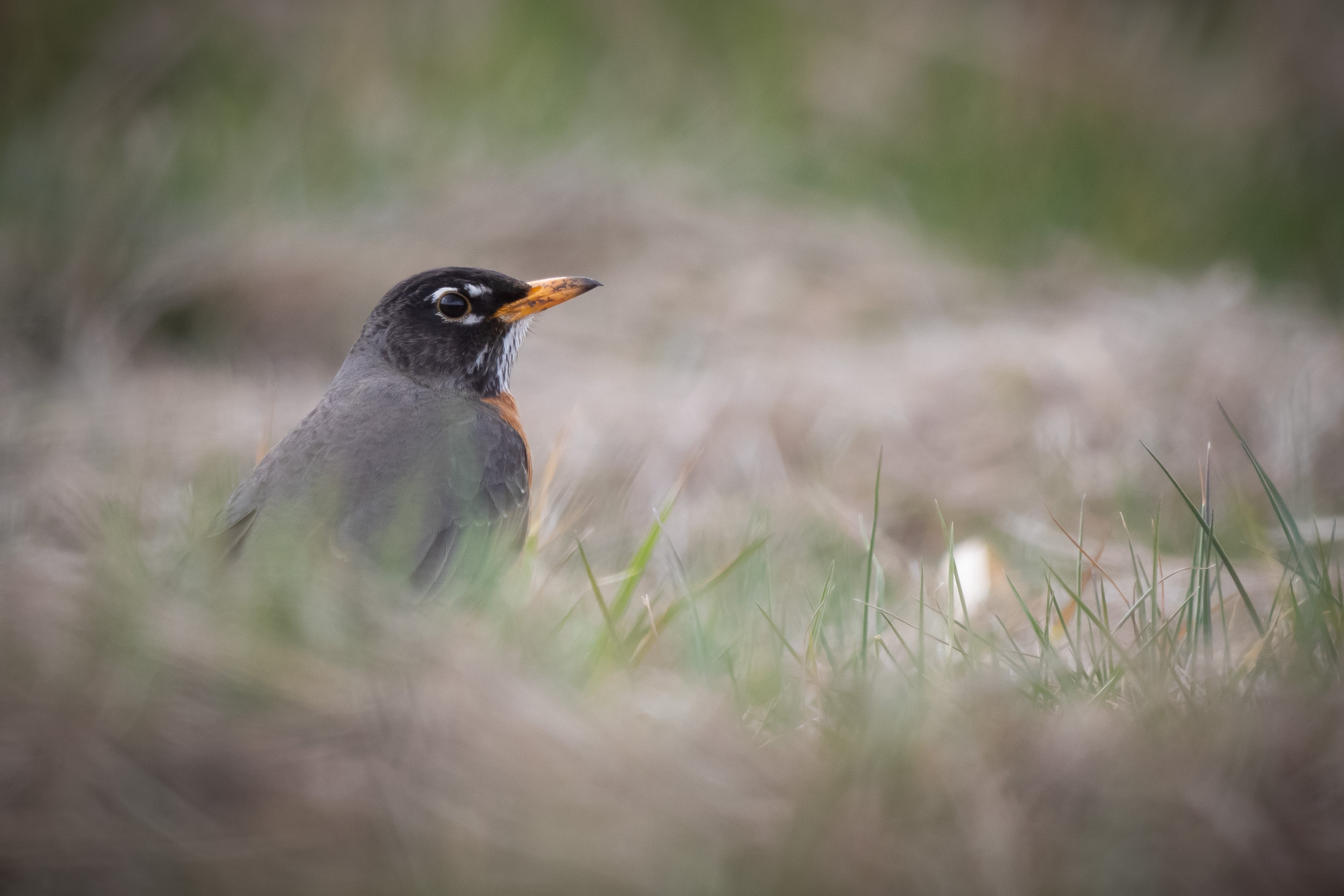 A dark bird with yellow bill on the ground