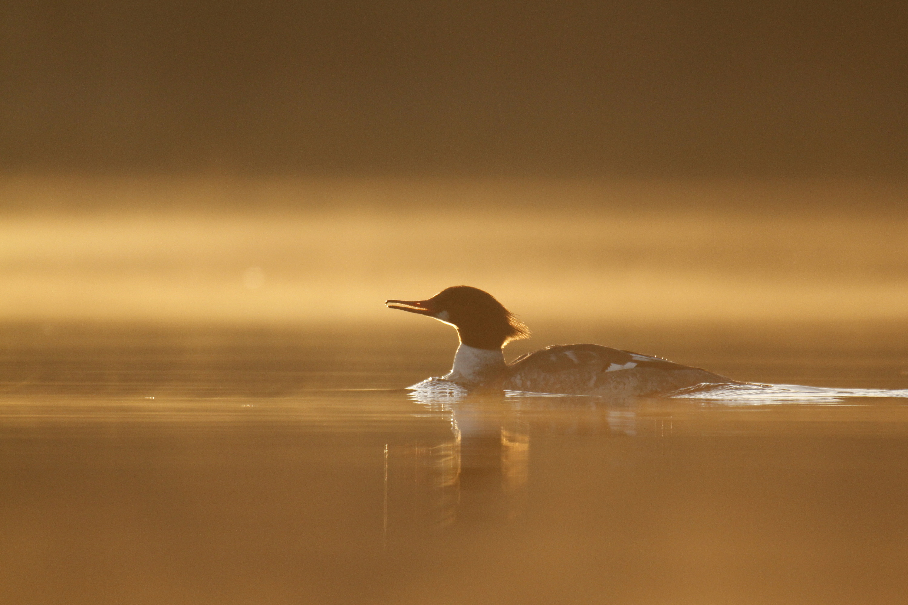 A duck in calm water 