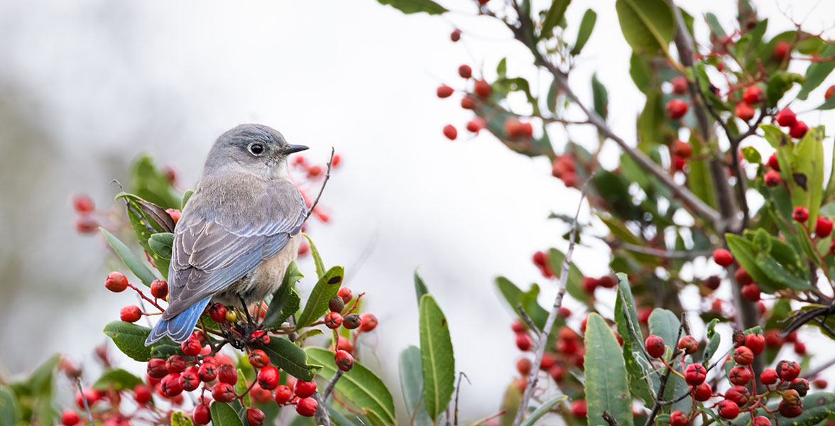 Western Bluebird, female, on Heteromeles arbutifolia (California-Christmas-Berry), Blackie's Pasture, Marin county, California