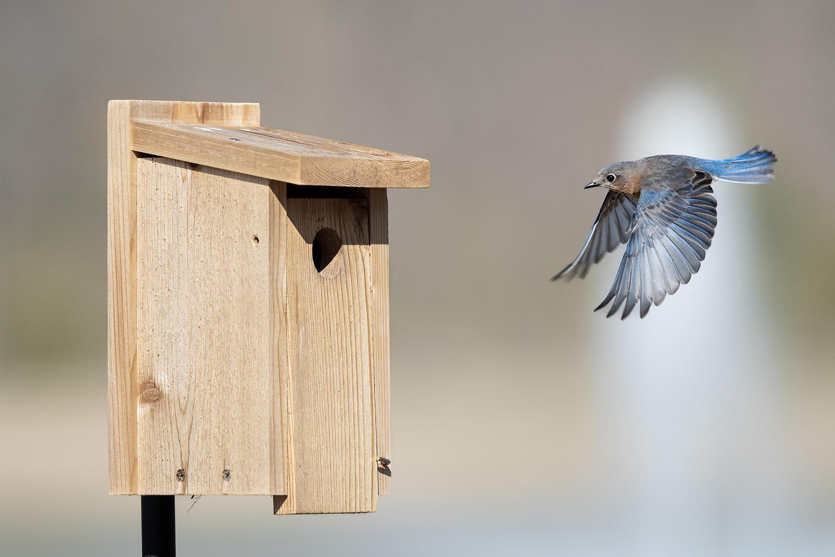 A blue bird flies toward its house