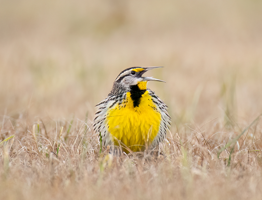 eastern meadowlark with bill open, standing on the grass
