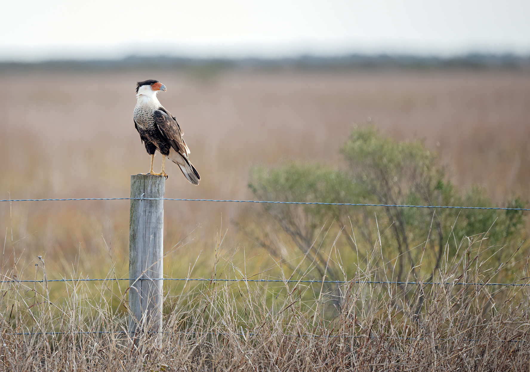 A stately bird of prey perches on a fence post near a farm