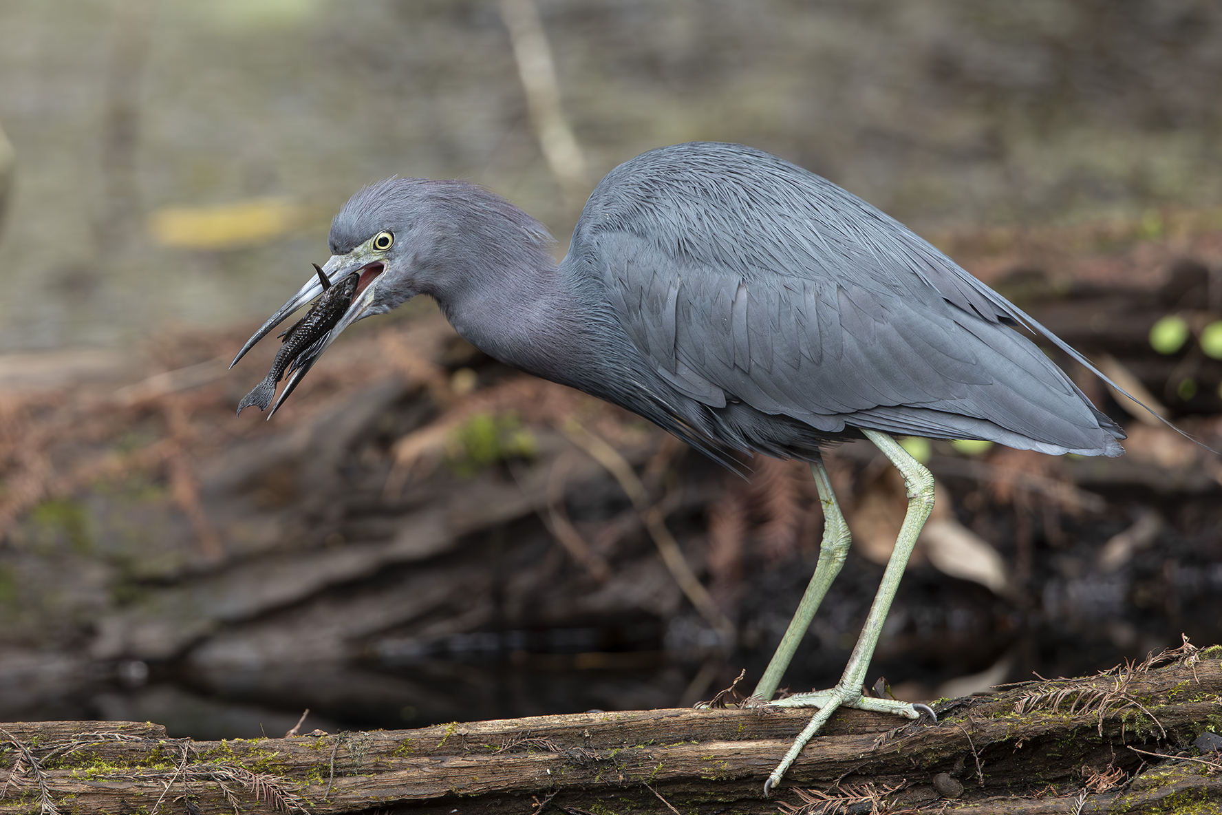 A grayish blue wading bird with a fish in its mouth