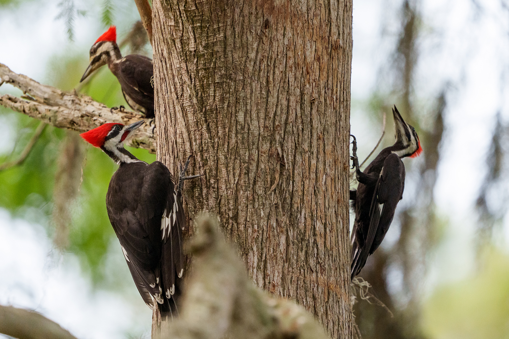 Three woodpeckers on a tree trunk