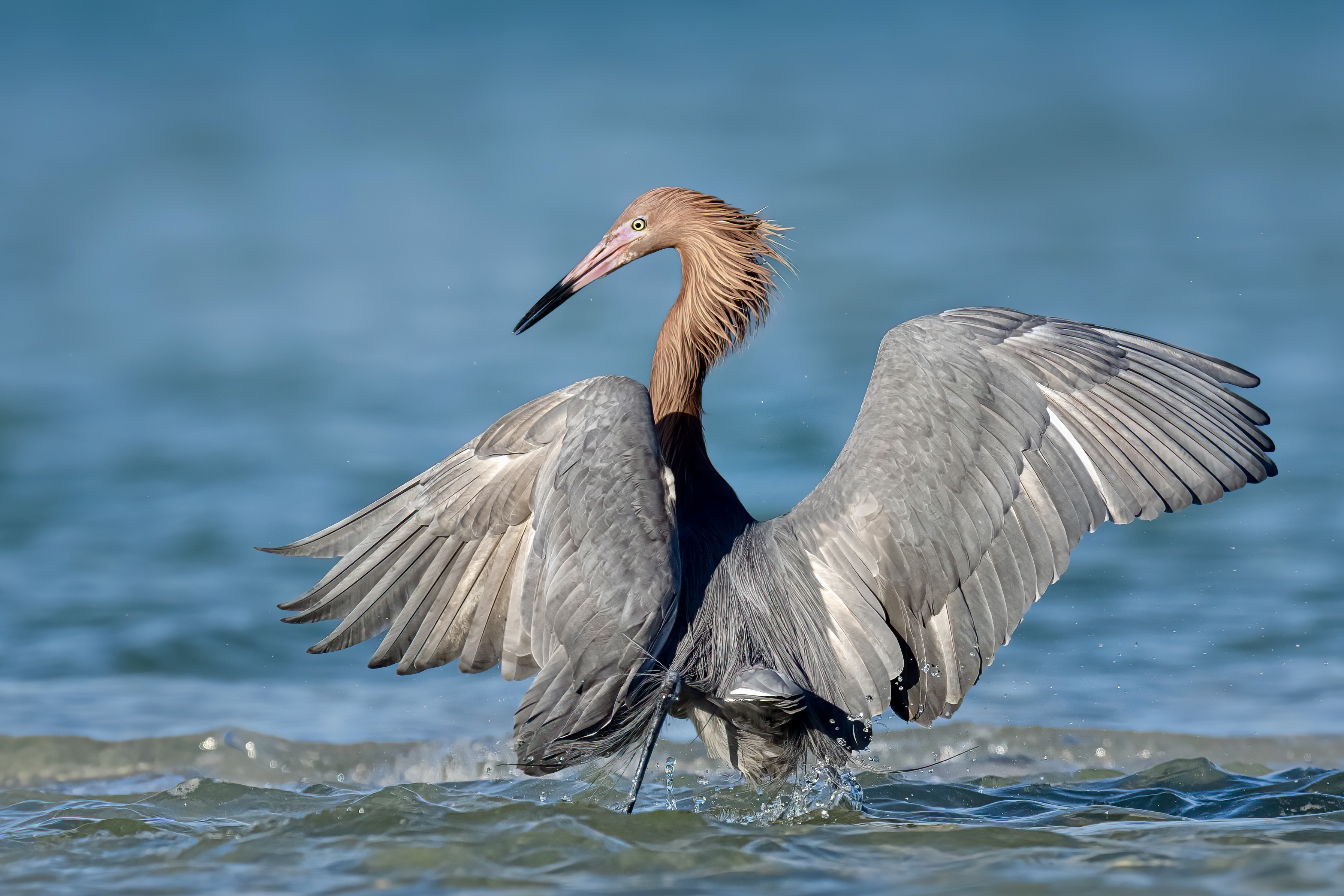 A wading bird standing in water with wings outstretched.
