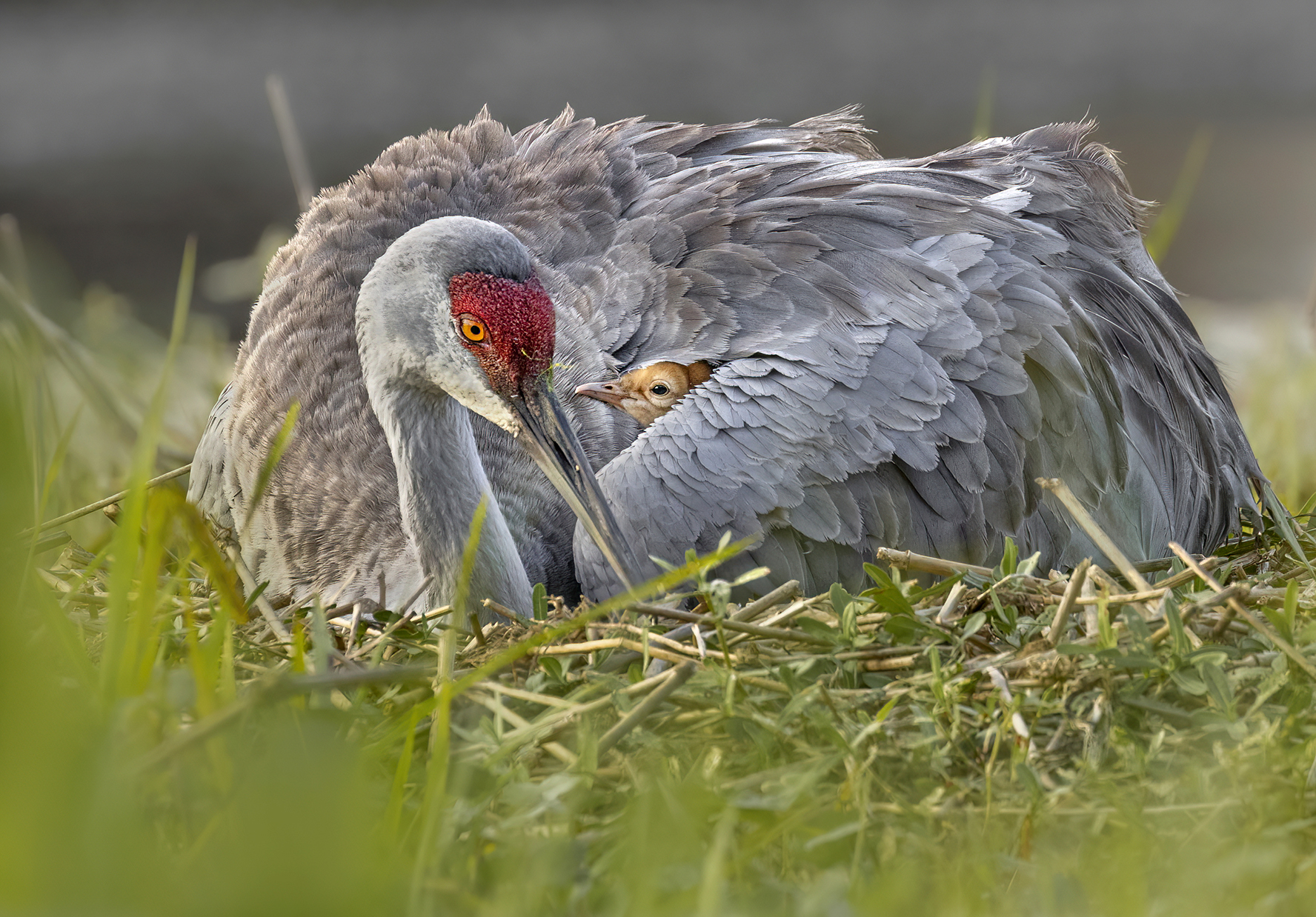 An adult crane lying on the ground with young under its wing