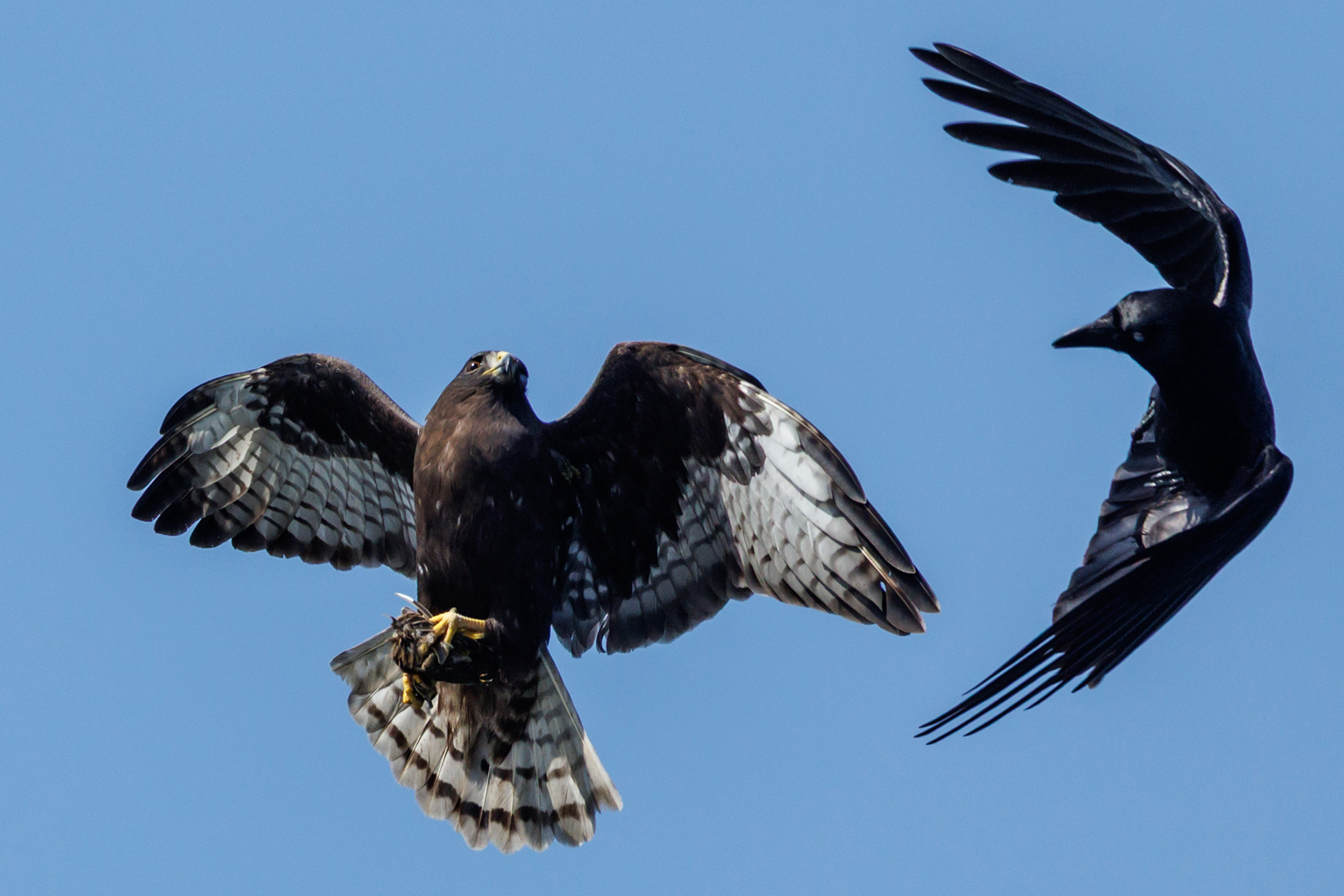 A hawk and crow tussle in mid-air
