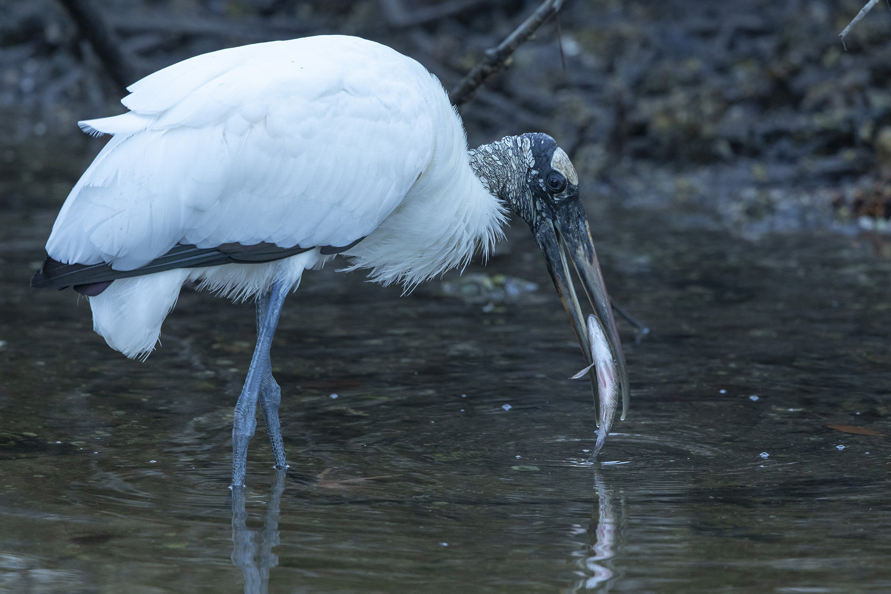 A large white wading bird with a fish
