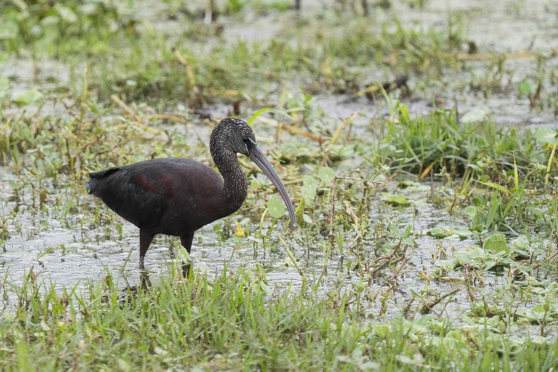 A black wading bird in a wetland