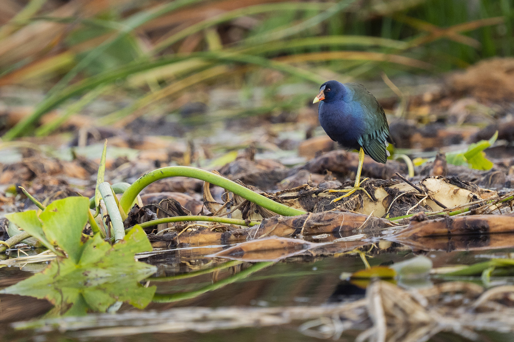 A shiny blue water bird in a wetland