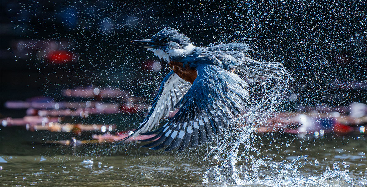 A Ringed Kingfisher mid-air.