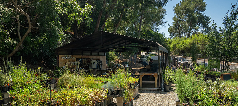 Los Nogales Nursery. Photo: Hannah Perez/Theodore Payne Foundation
