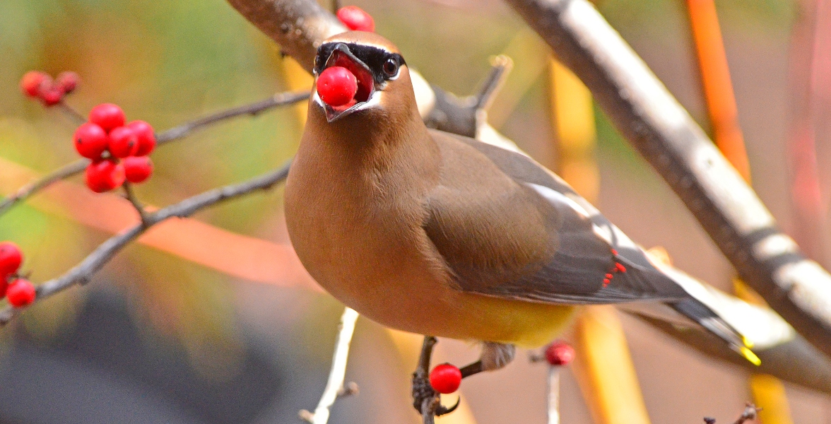 A Cedar Waxwing perches on a branch while holding a Common Winterberry in their beak.