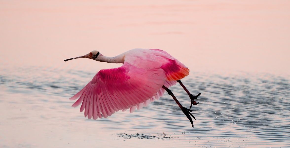 A Roseate Spoonbill takes off from water.