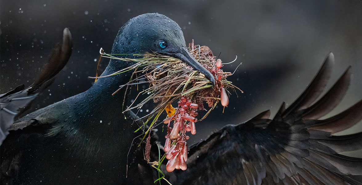 A Brandt's Cormorant with sea grass red grape algae in their beak.