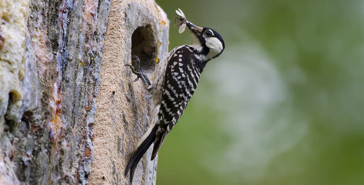 Photo of a Red-cockaded Woodpecker.