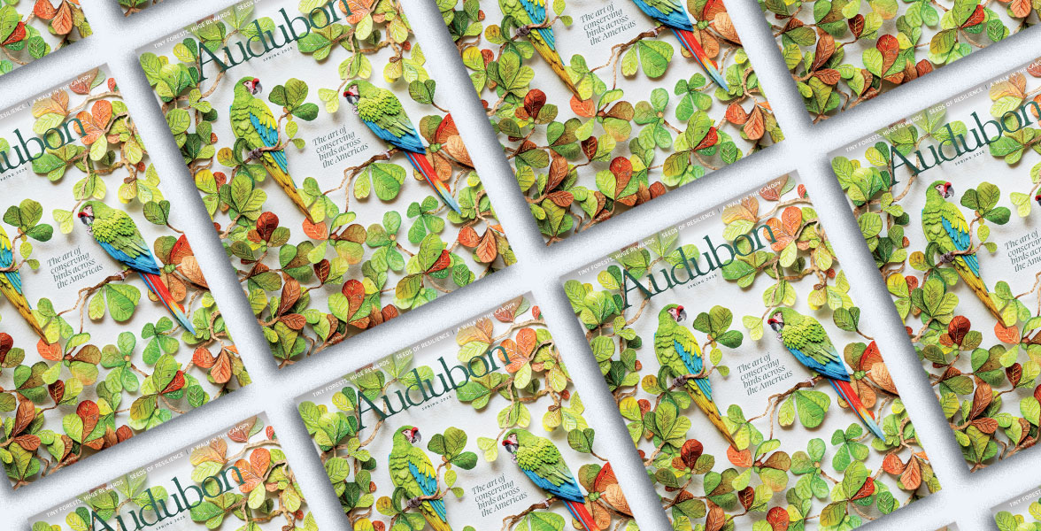 The cover of the Spring Audubon magazine issue.