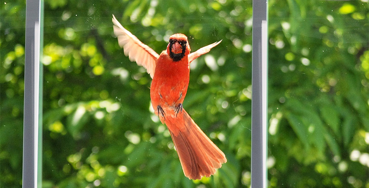 A Northern Cardinal about to attack a window pane.
