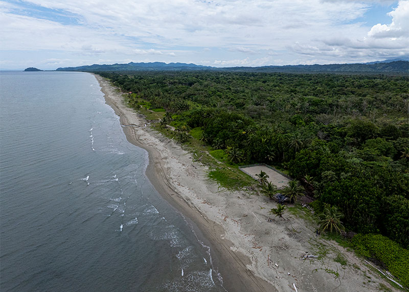 A bird's eye view of a lowland forest meeting a shoreline.