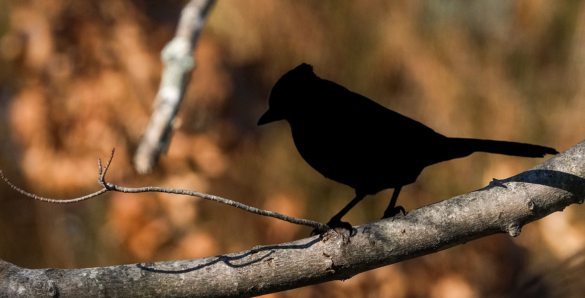 A silhouette of a bird perched on a tree branch.
