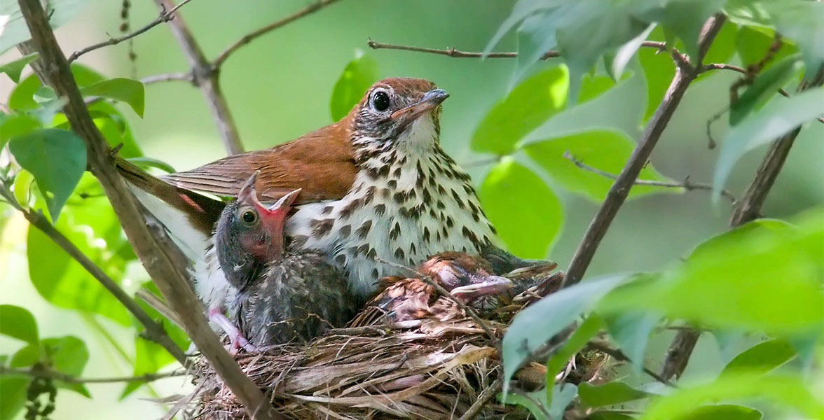 A Wood Thrush sits in their nest, surrounded by leaves, with a Brown-headed Cowbird nestling among her own chicks.