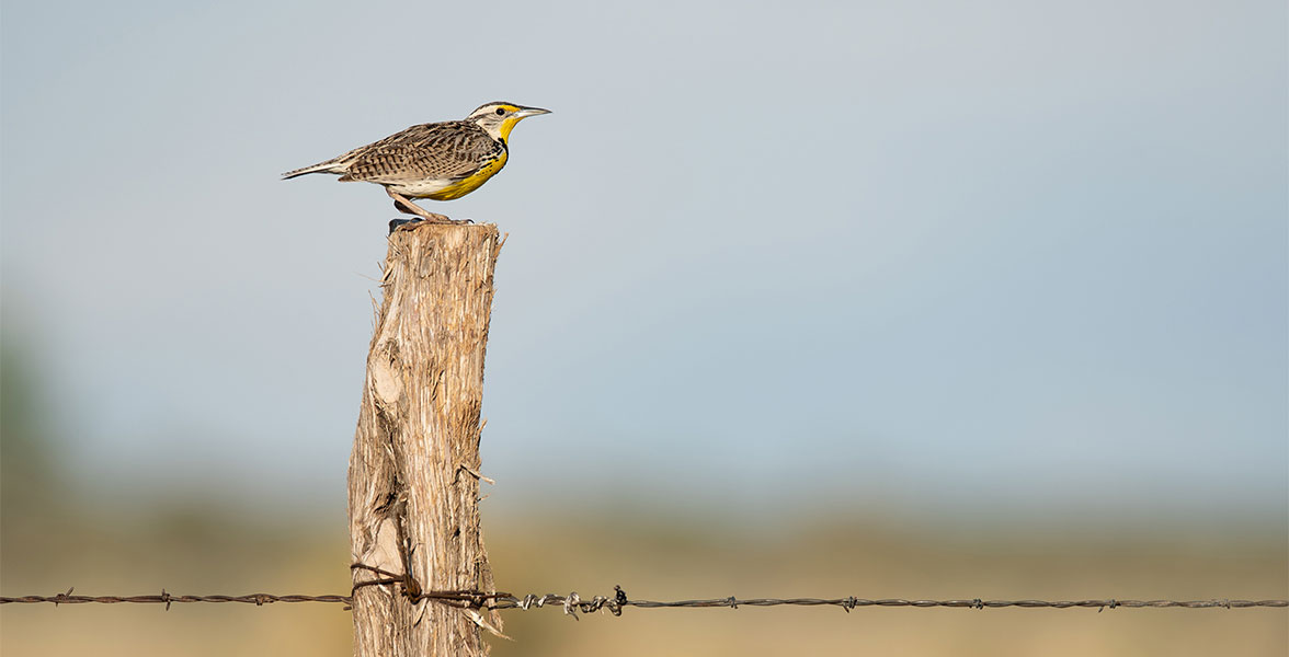 A Western Meadowlark perches on a wired fence post.