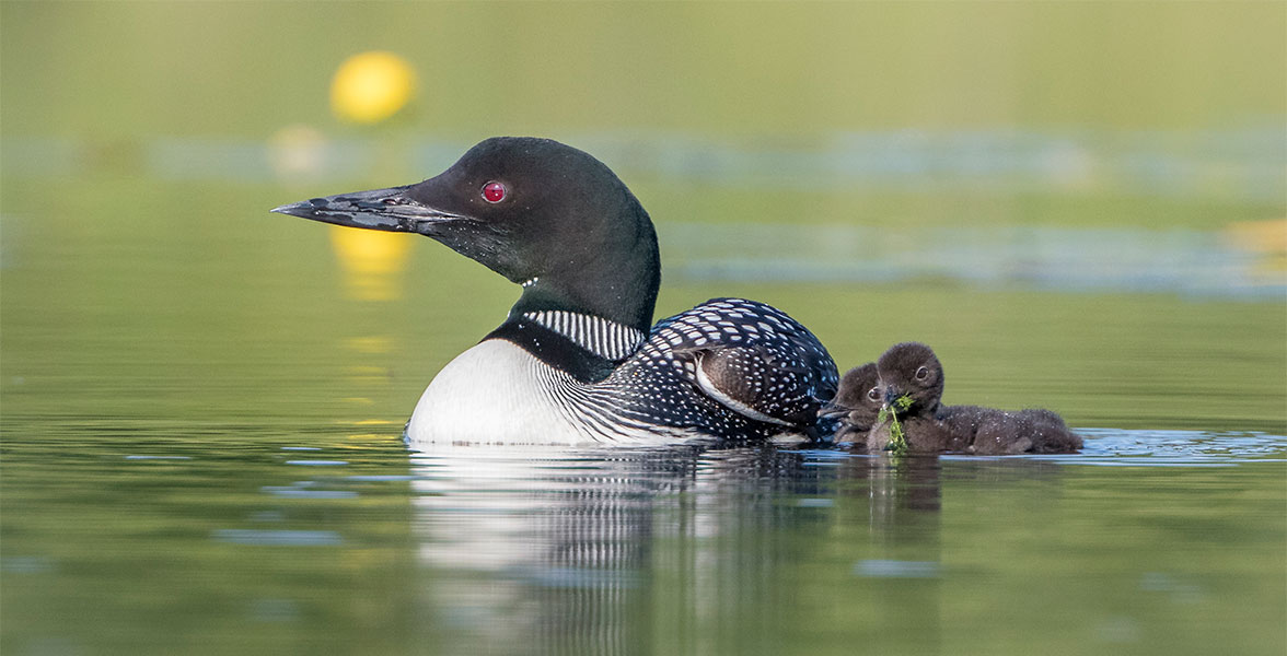 A Common Loon adult and chick in water.