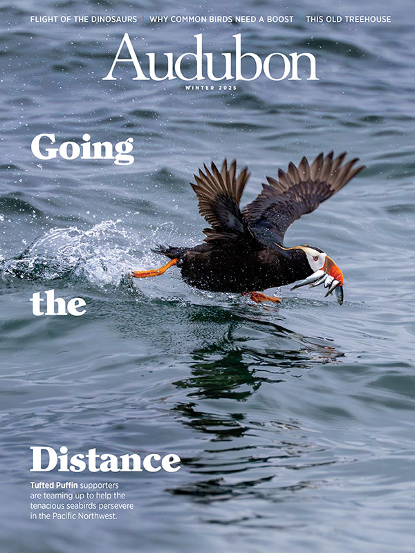 The cover of the Winter Audubon magazine issue featuring a Tufted Puffin with a fish in its beak skipping on water.