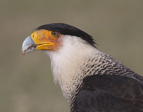 Profile view of a bird of prey with an orange face and black cap