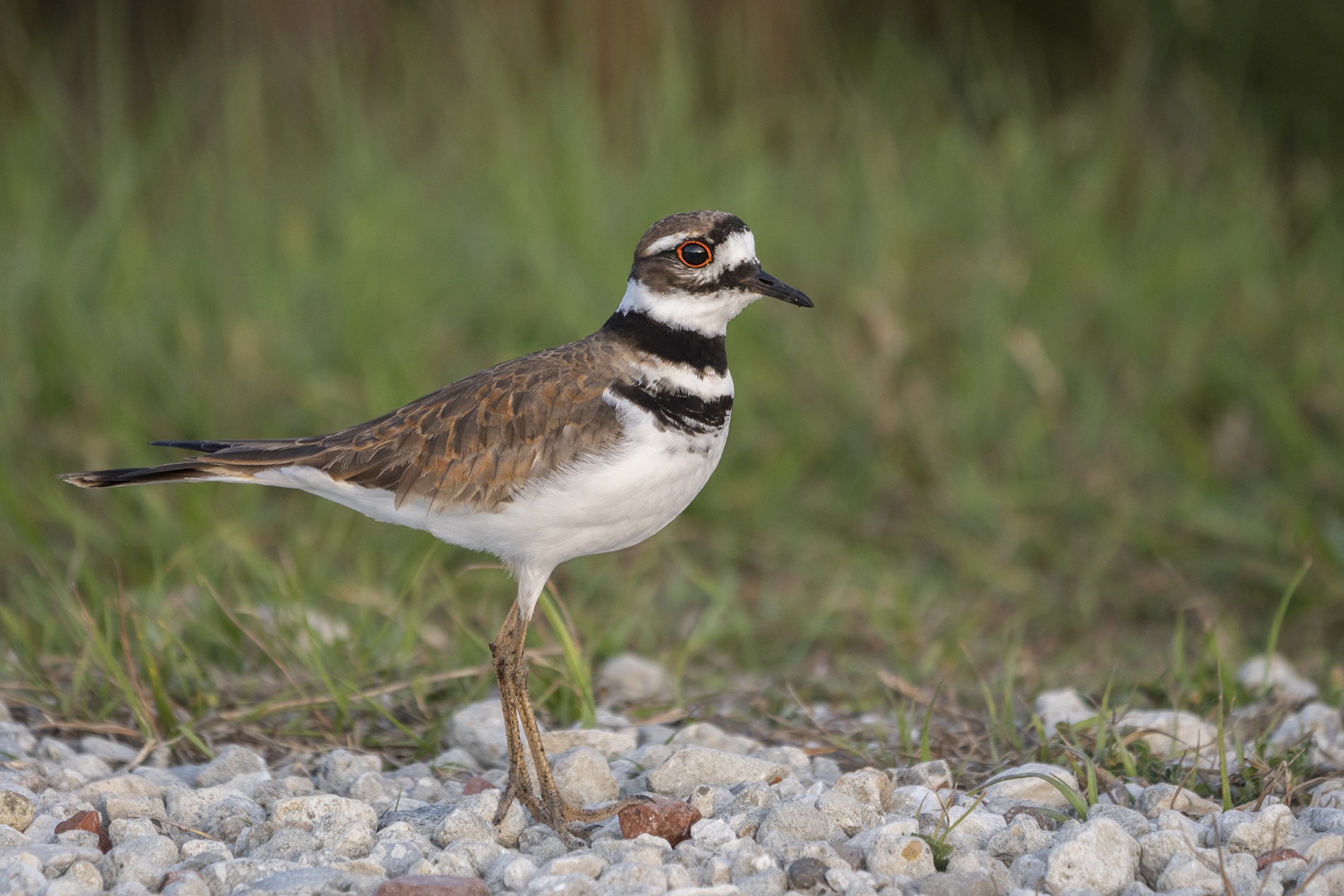 A brown bird with long legs on gravel