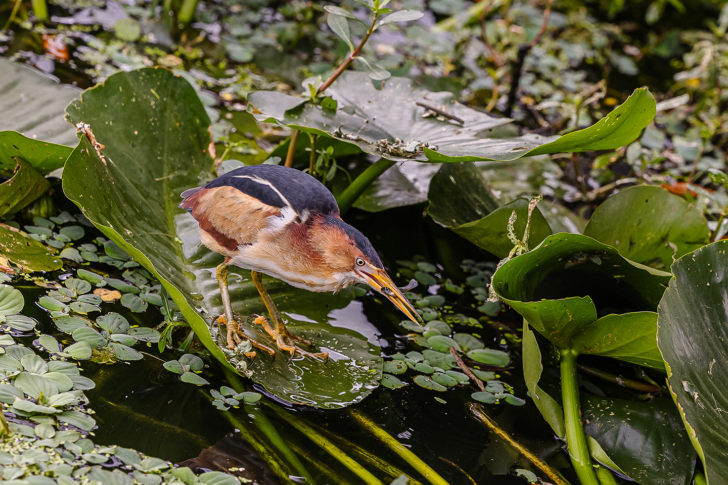 A black and brown wading bird crouches over a wetland with a fish in its mouth