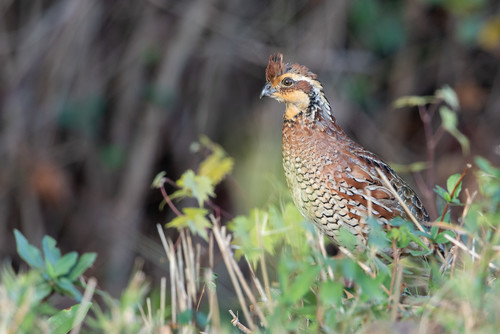 A brown crested bird on the ground