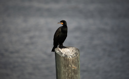 A dark water bird perched on a piling