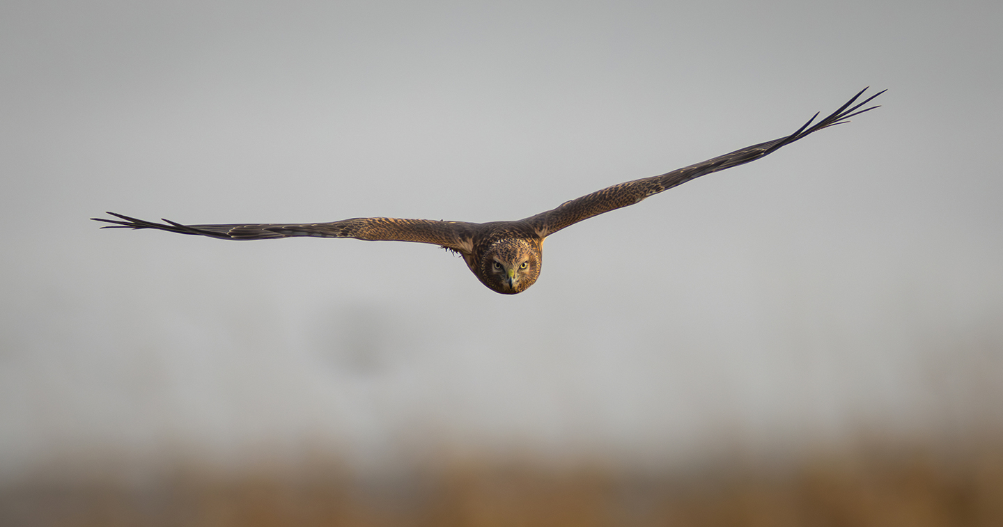 A bird of prey flies over a marsh toward the camera 