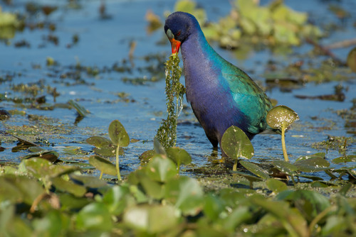 A glossy blue and green bird with vegetation in a wetland