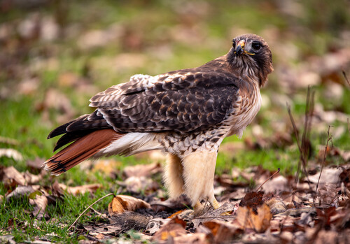 A bird of prey with a red tail on the ground