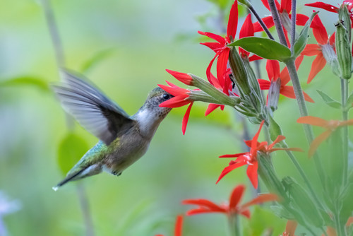 A small bird hovers over wildflowers