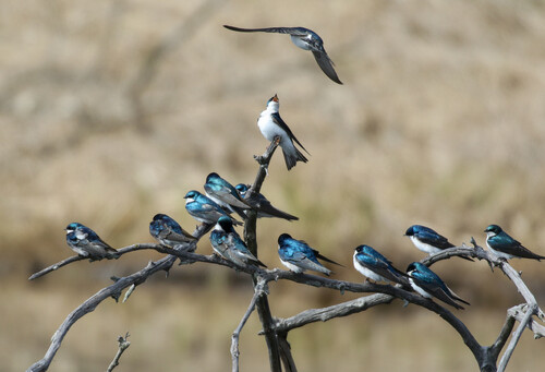 A flock of green and white birds perched on a leafless shrub.