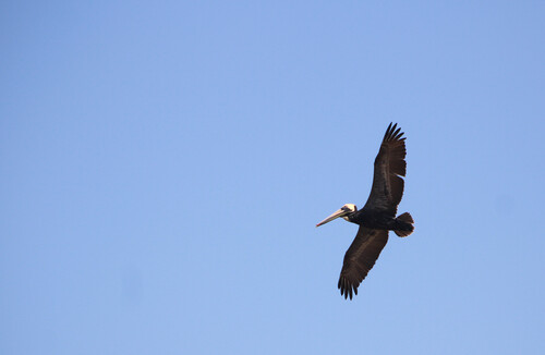 A large wading bird in flight