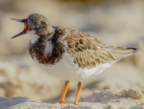 A brown and white bird on a beach