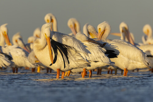 A flock of large white birds gathered on a shoreline