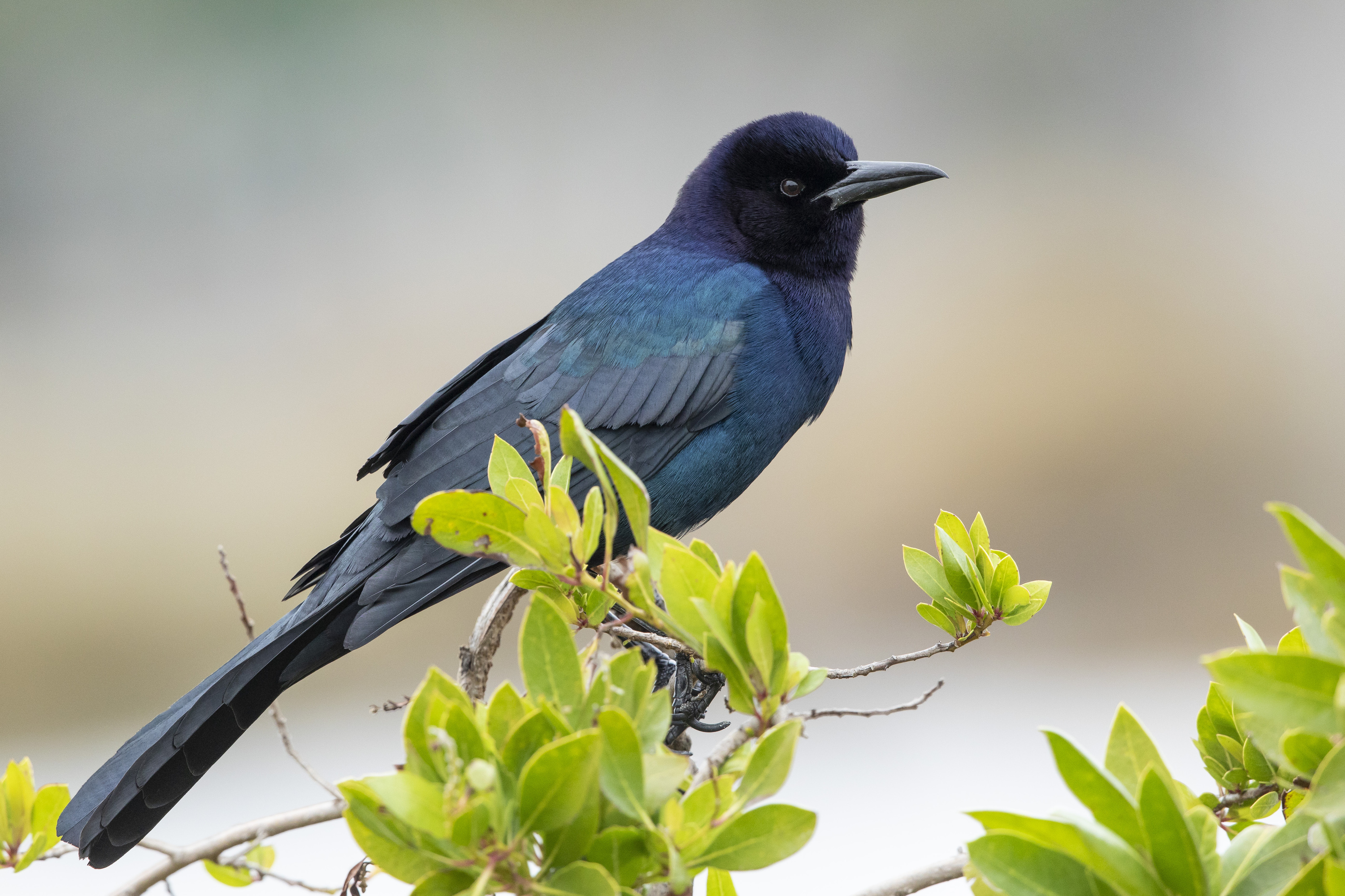 A glossy blue and black bird perched on a branch