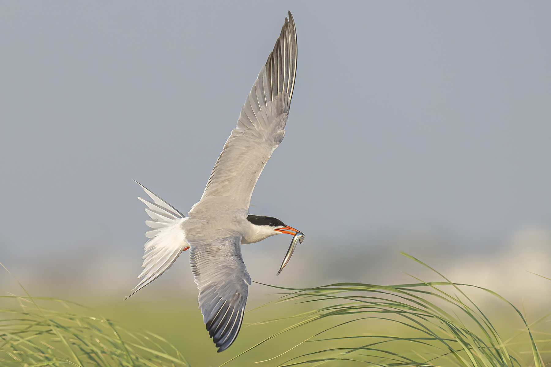 A seabird with a fish in its mouth in flight over a marsh