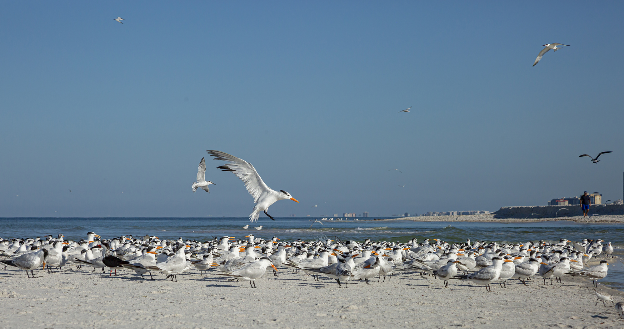 A large flock of white birds on a beach and in flight