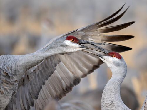 Two gray birds with red heads engaged in chatter