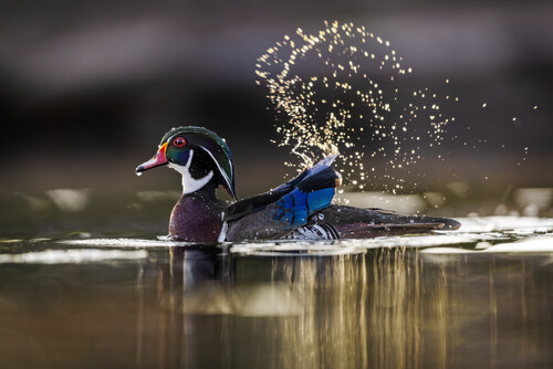 A colorful duck splashes in the water