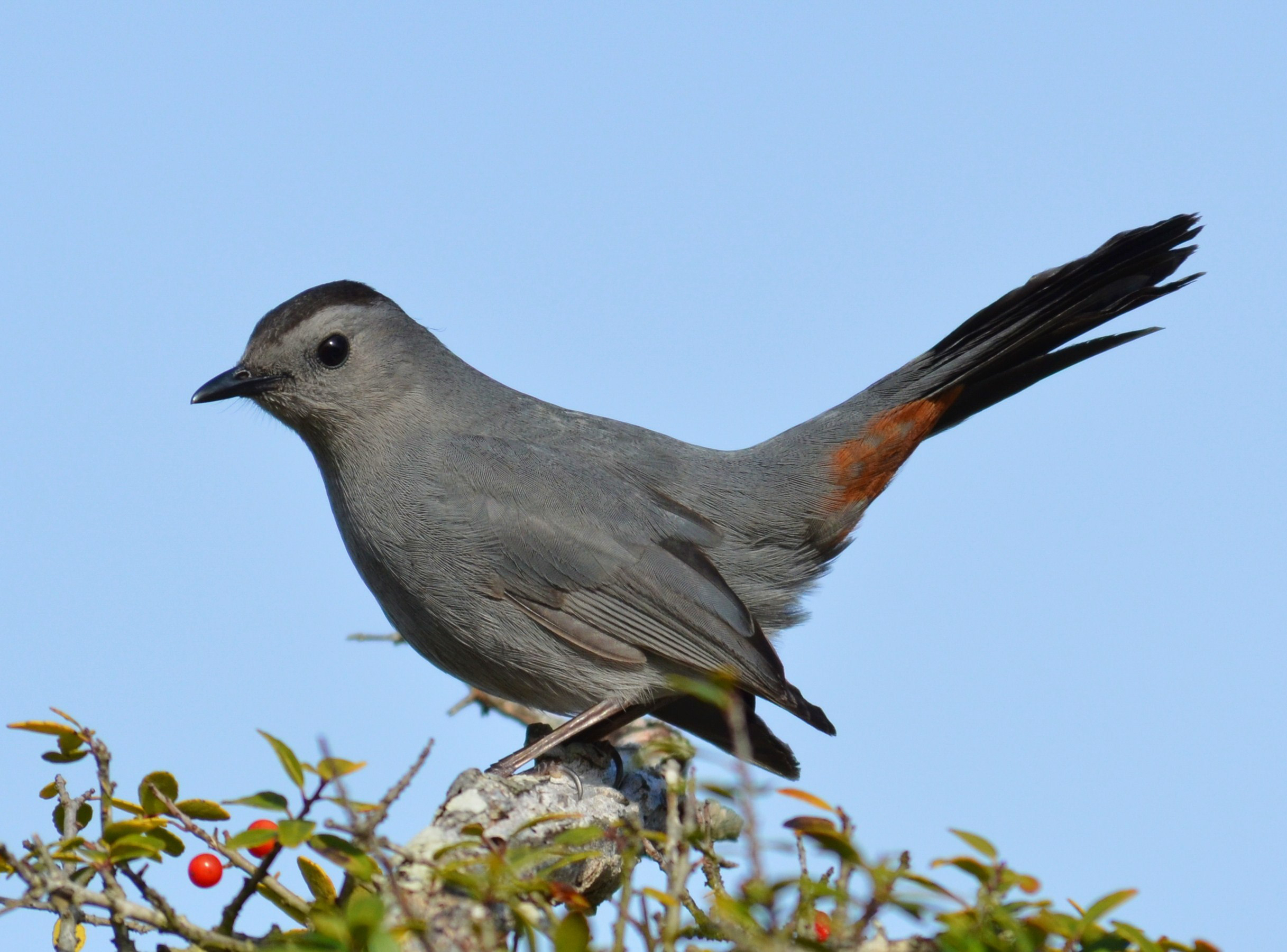 A gray bird with tail angled up perched on the top of a shrub