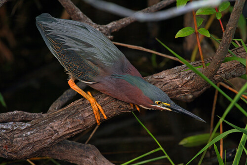 A small, dark wading bird with orange feet stalking prey from a branch